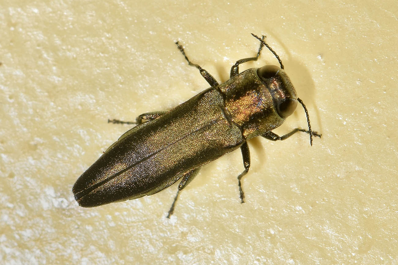 Buprestidae:  Agrilus derasofasciatus (cfr.)